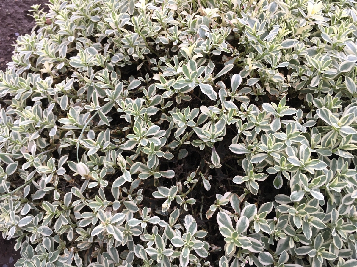 f:id:hatchtomakinoki:20210707192440j:plain