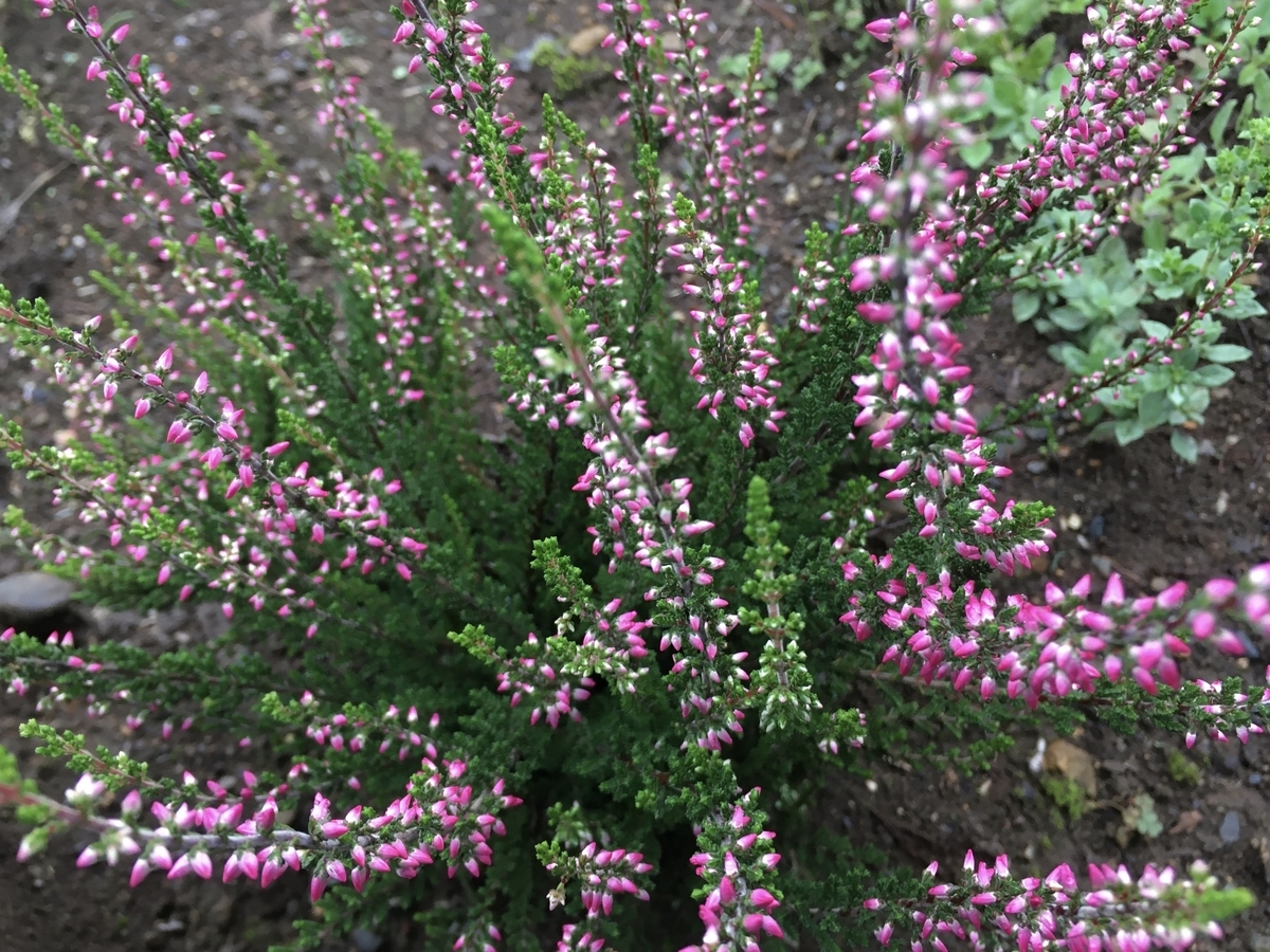 f:id:hatchtomakinoki:20210708181656j:plain