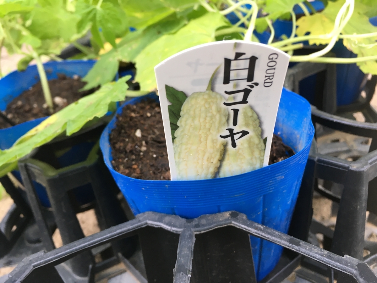 f:id:hatchtomakinoki:20210708184016j:plain