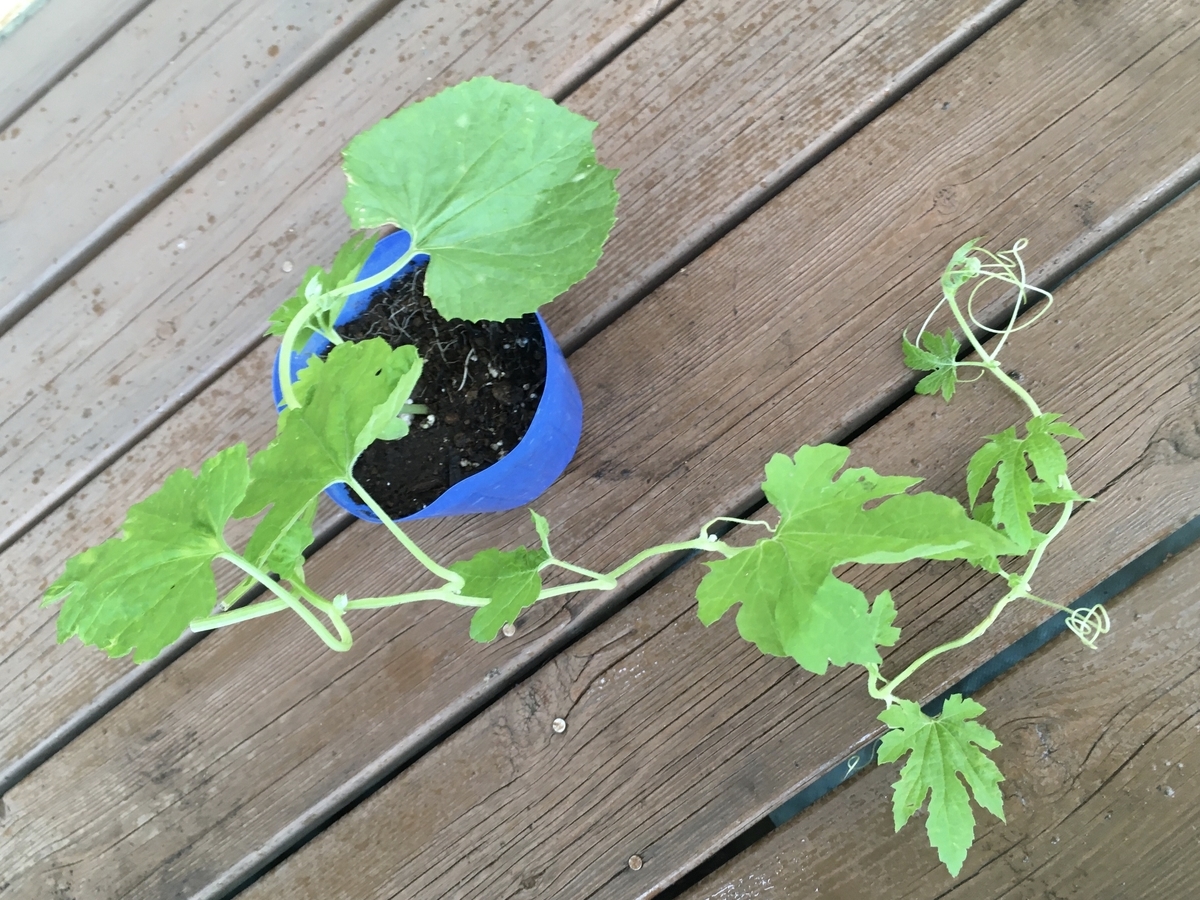 f:id:hatchtomakinoki:20210708184101j:plain