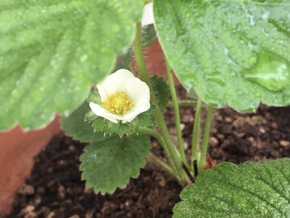 f:id:hatchtomakinoki:20210708184327j:plain