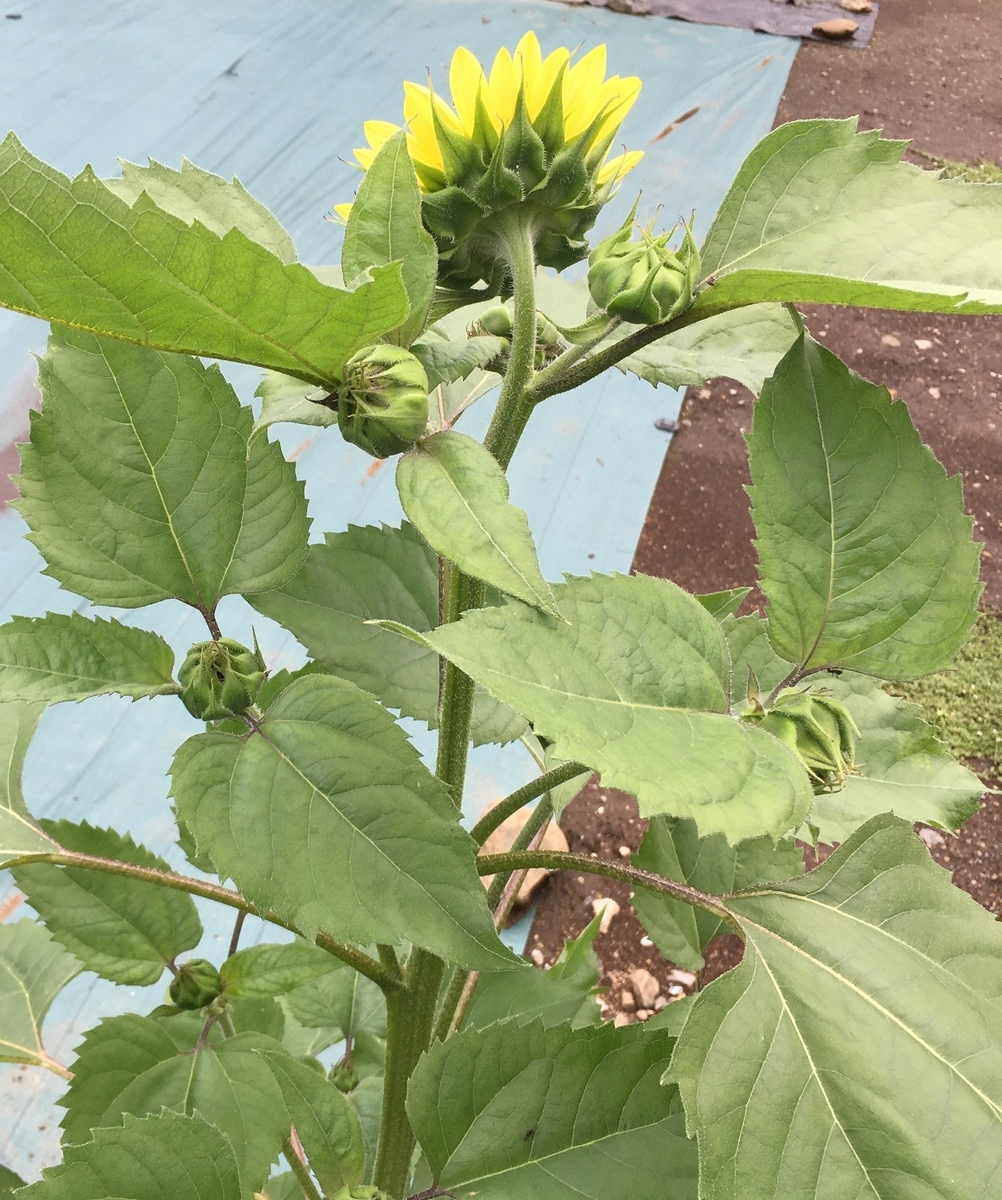 f:id:hatchtomakinoki:20210713185019j:plain