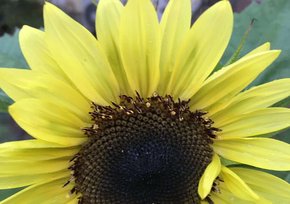 f:id:hatchtomakinoki:20210713190229j:plain