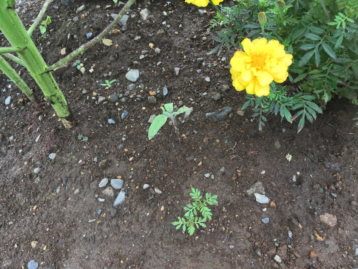 f:id:hatchtomakinoki:20210713190634j:plain