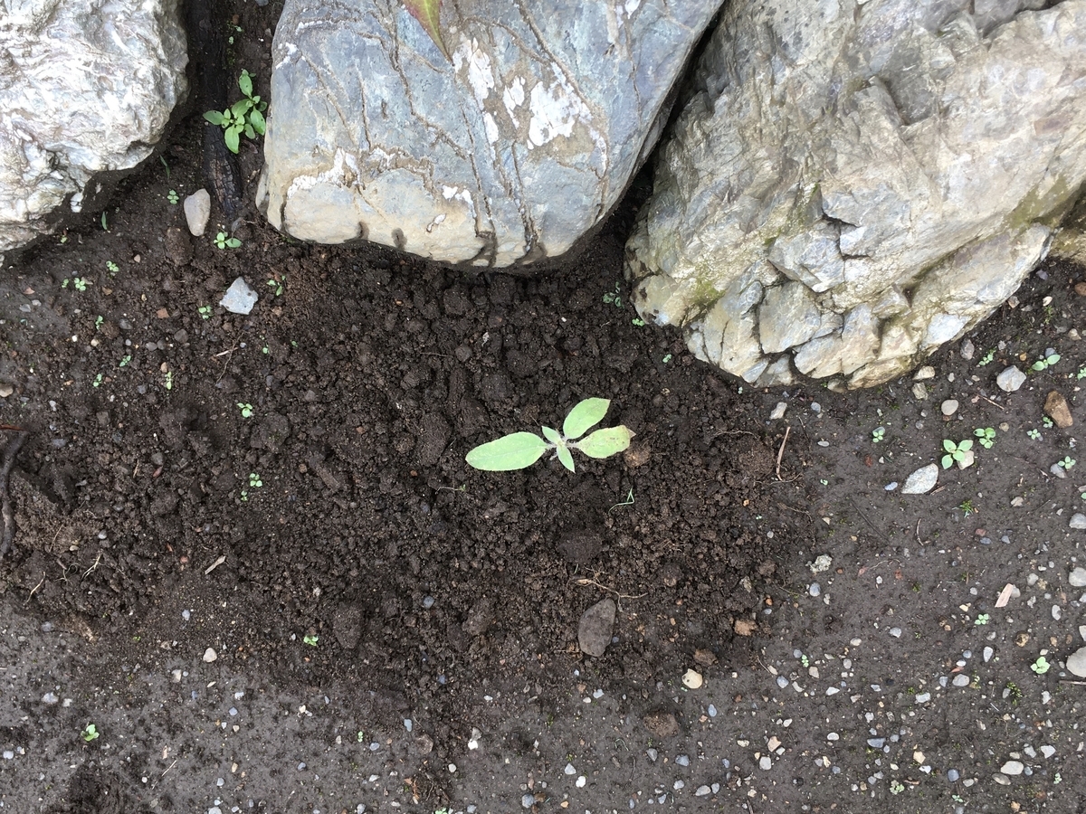 f:id:hatchtomakinoki:20210713190807j:plain