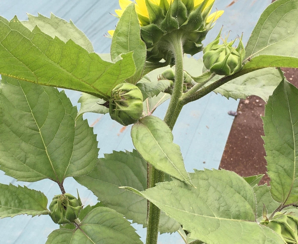 f:id:hatchtomakinoki:20210713190916j:plain