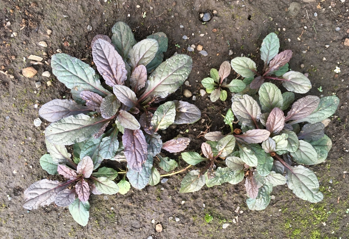 f:id:hatchtomakinoki:20210715191735j:plain