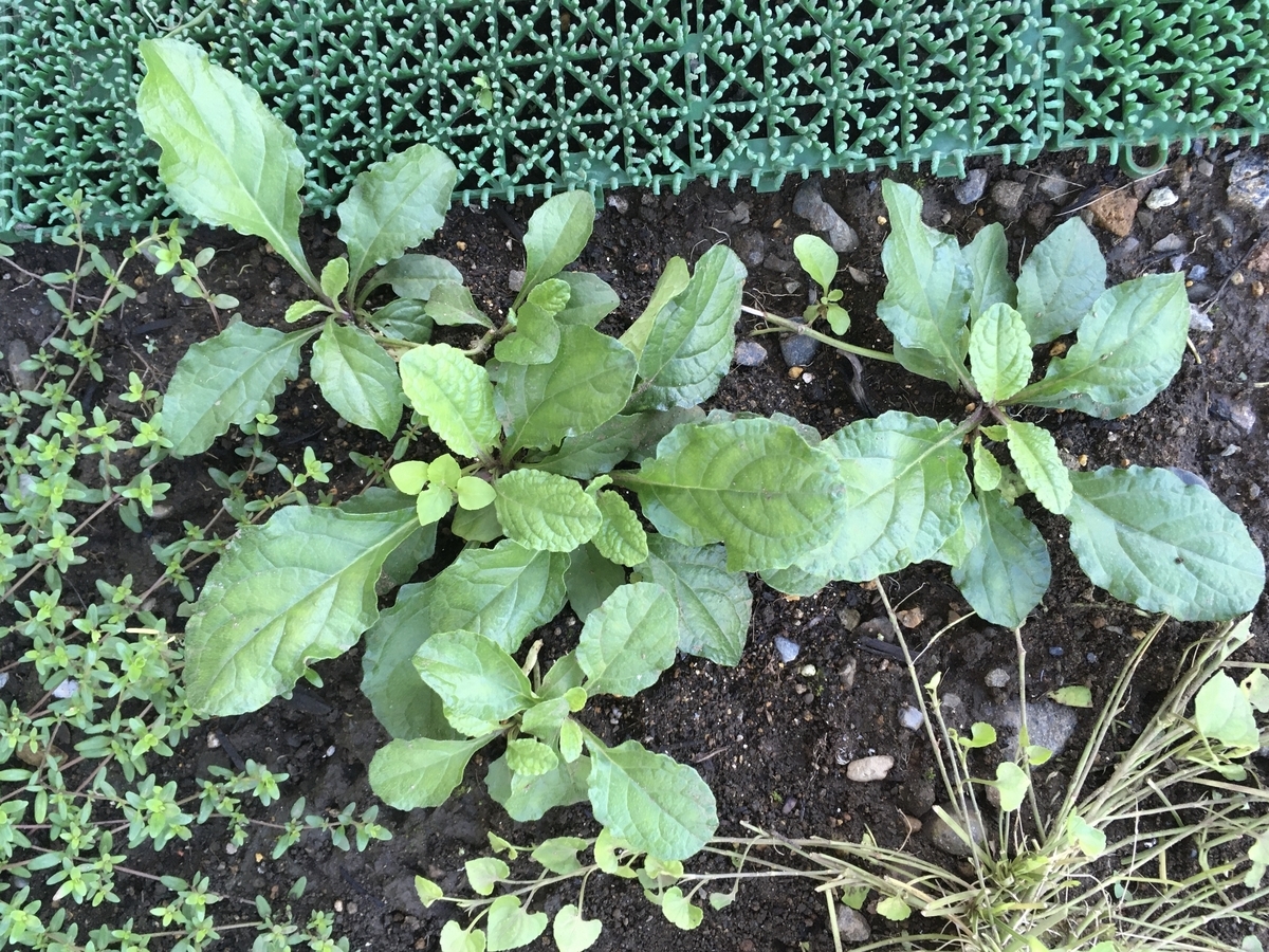 f:id:hatchtomakinoki:20210715192015j:plain