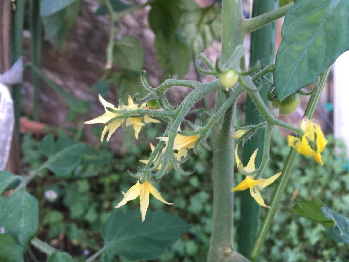 f:id:hatchtomakinoki:20210716204356j:plain