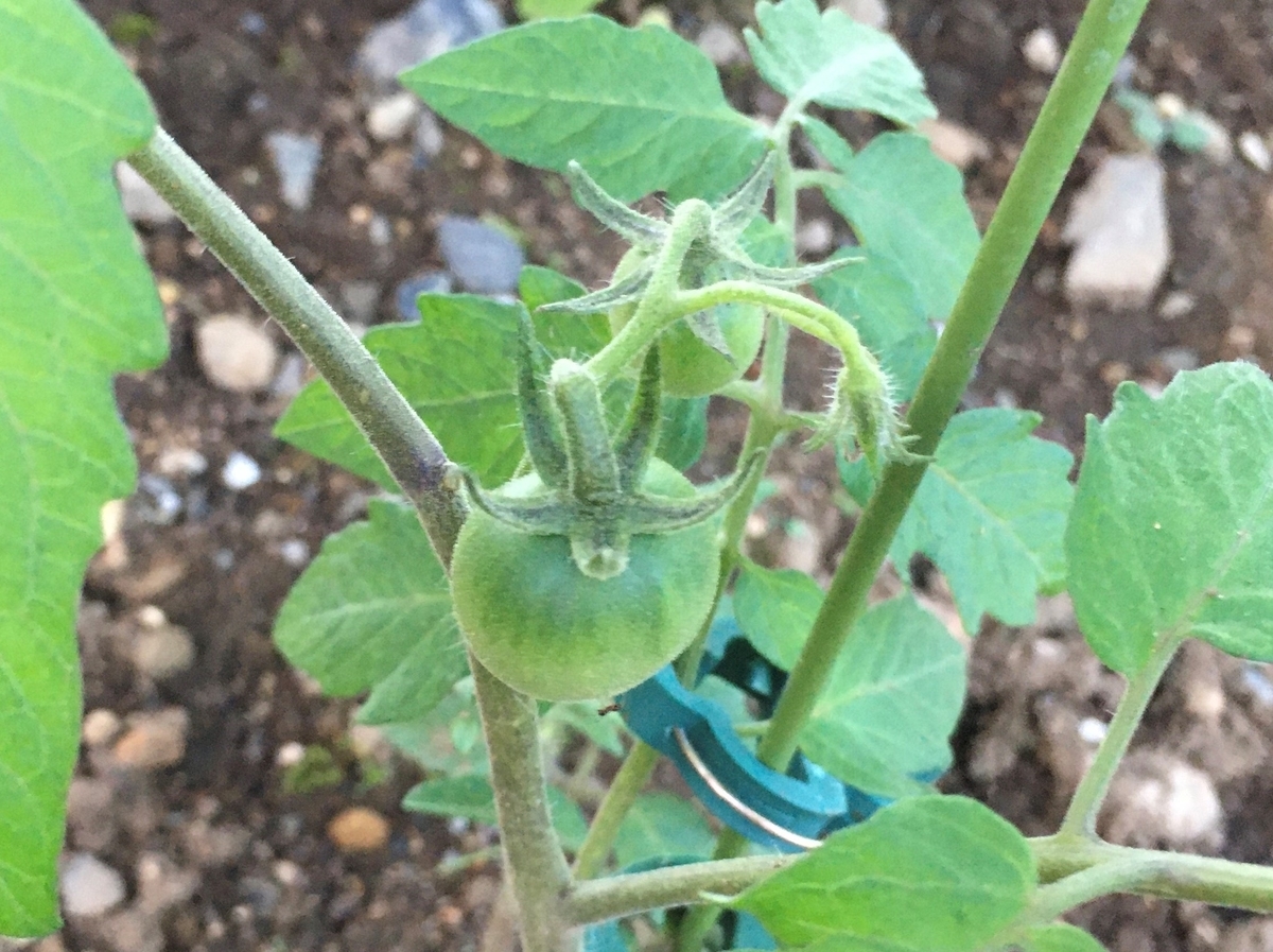 f:id:hatchtomakinoki:20210716204539j:plain