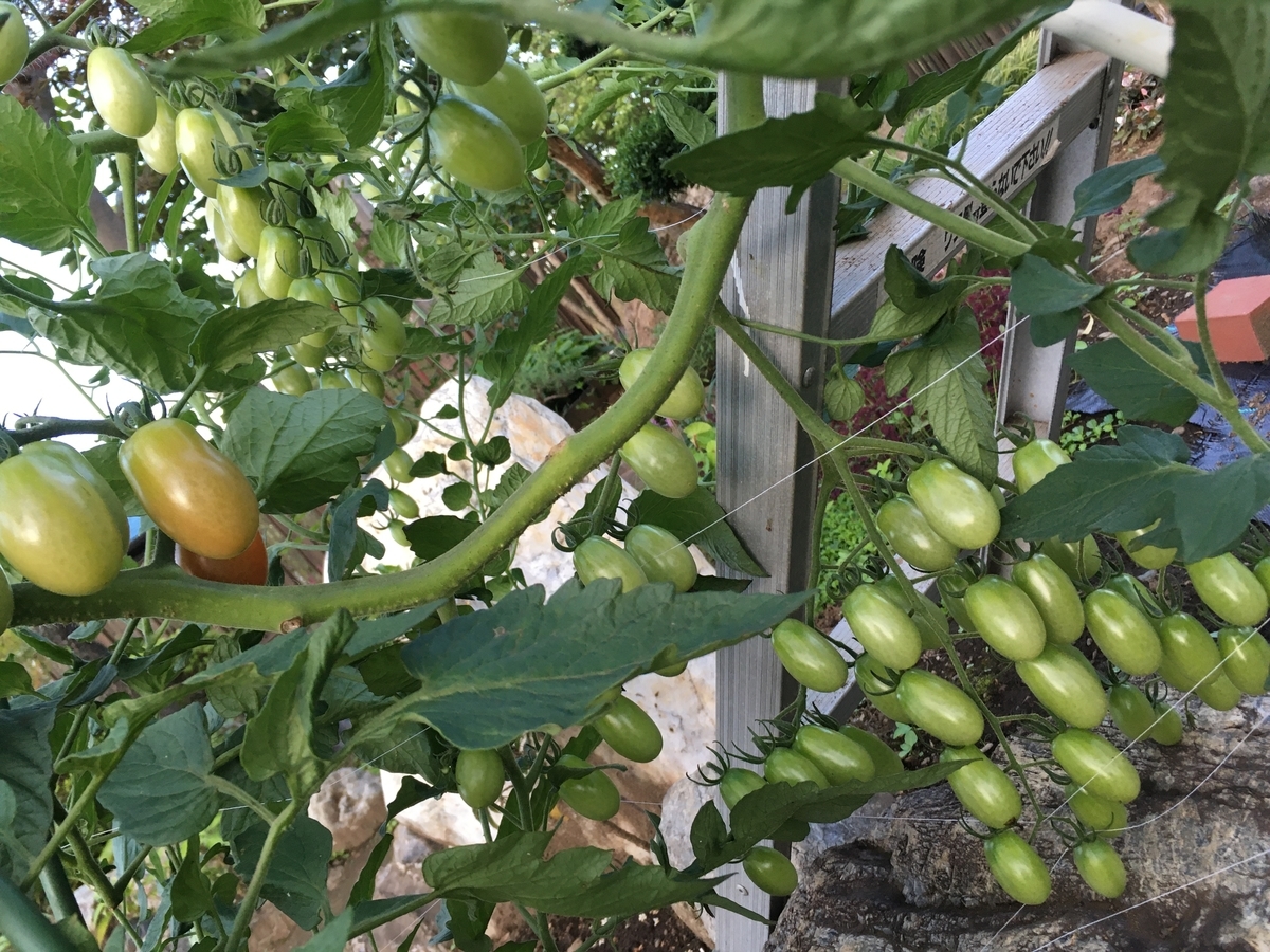 f:id:hatchtomakinoki:20210716204851j:plain