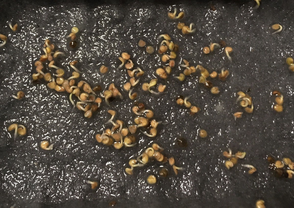 f:id:hatchtomakinoki:20210716205245j:plain