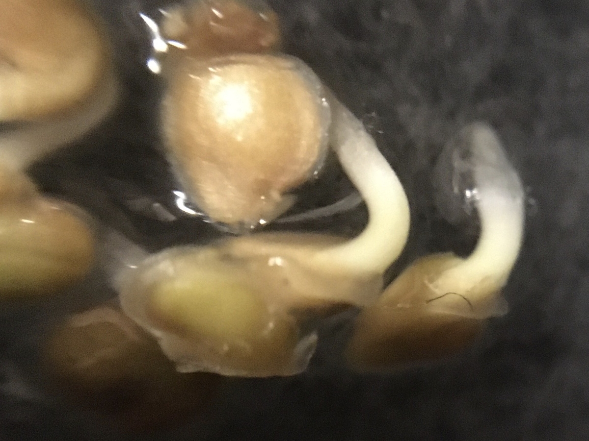 f:id:hatchtomakinoki:20210716205304j:plain