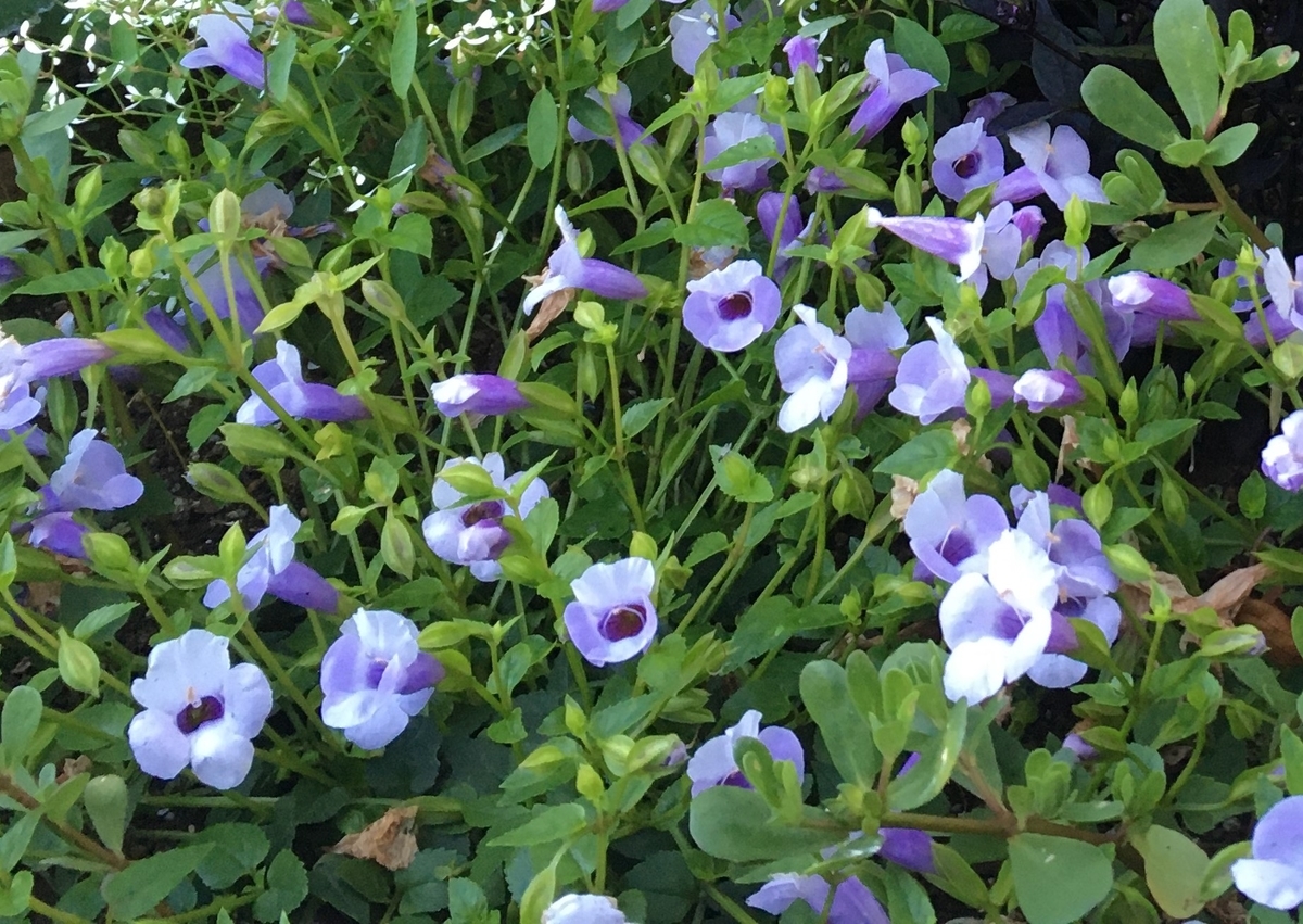 f:id:hatchtomakinoki:20210718200041j:plain