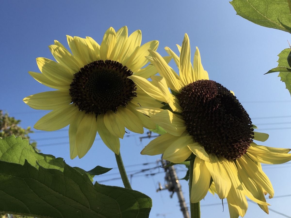 f:id:hatchtomakinoki:20210720133036j:plain