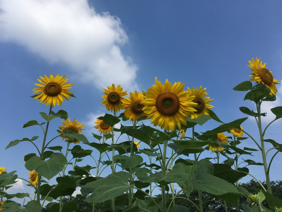 f:id:hatchtomakinoki:20210720133505j:plain