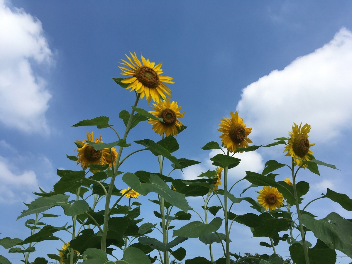 f:id:hatchtomakinoki:20210720140602j:plain