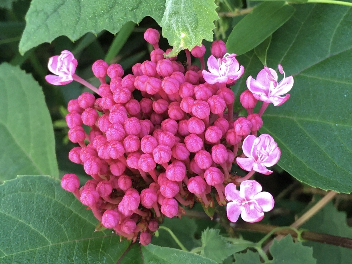 f:id:hatchtomakinoki:20210721191231j:plain