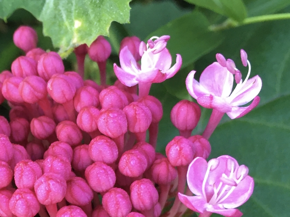 f:id:hatchtomakinoki:20210721192015j:plain