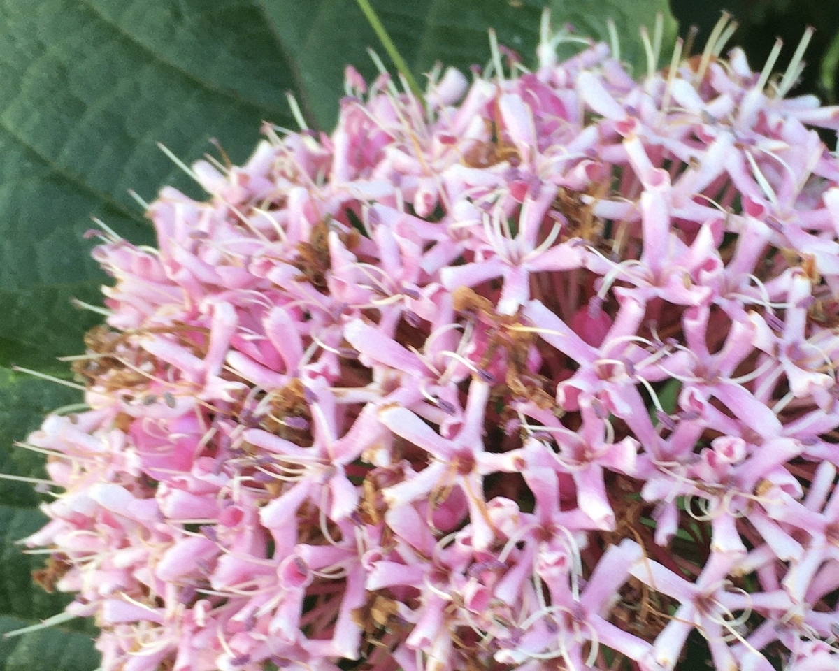 f:id:hatchtomakinoki:20210721192027j:plain