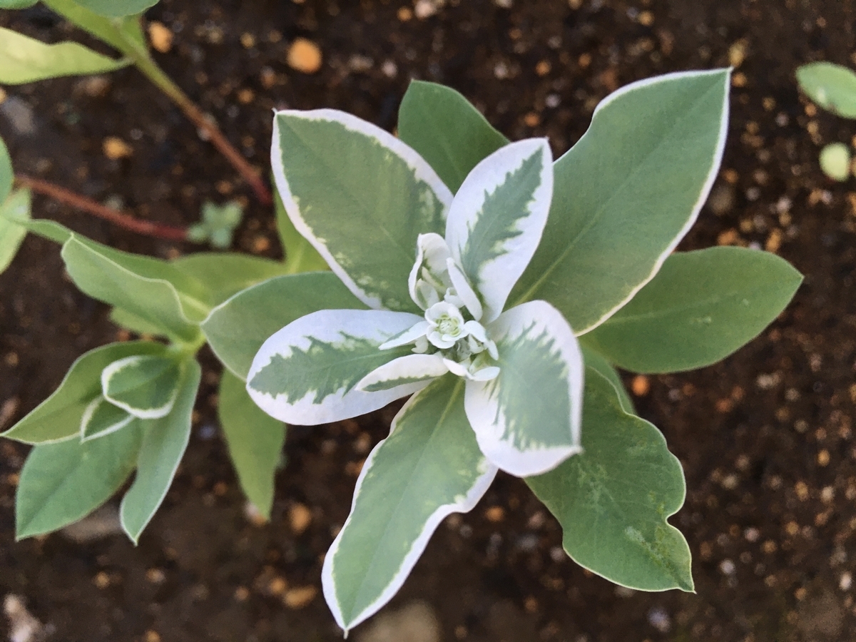 f:id:hatchtomakinoki:20210721193038j:plain