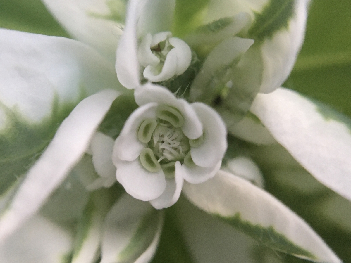 f:id:hatchtomakinoki:20210721193209j:plain