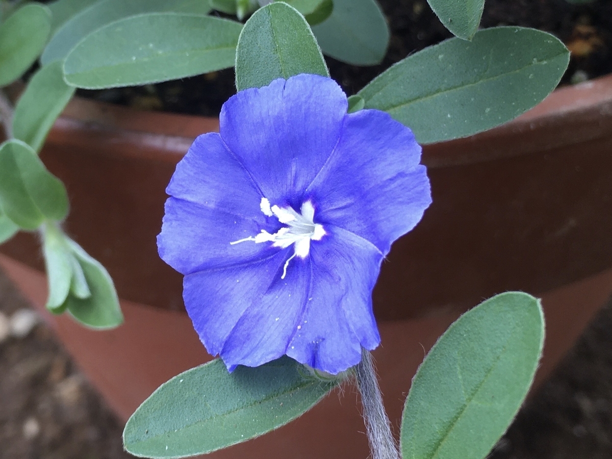 f:id:hatchtomakinoki:20210724162506j:plain