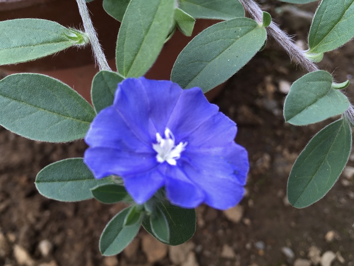 f:id:hatchtomakinoki:20210724163507j:plain