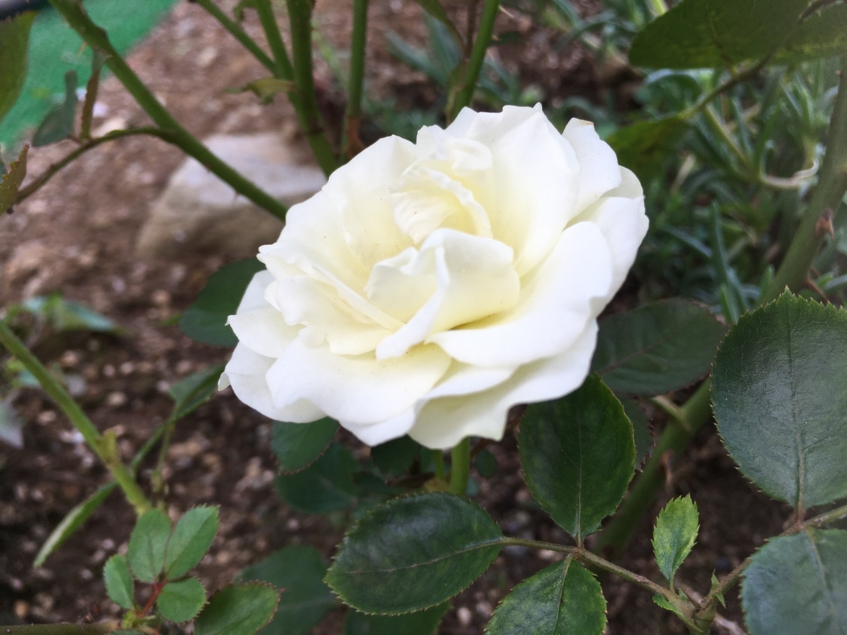 f:id:hatchtomakinoki:20210724163537j:plain