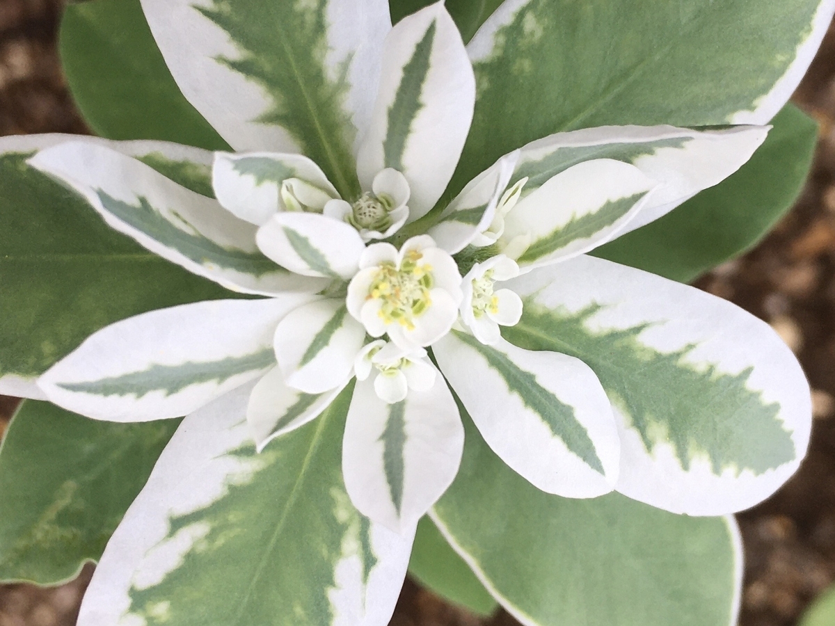 f:id:hatchtomakinoki:20210724163627j:plain