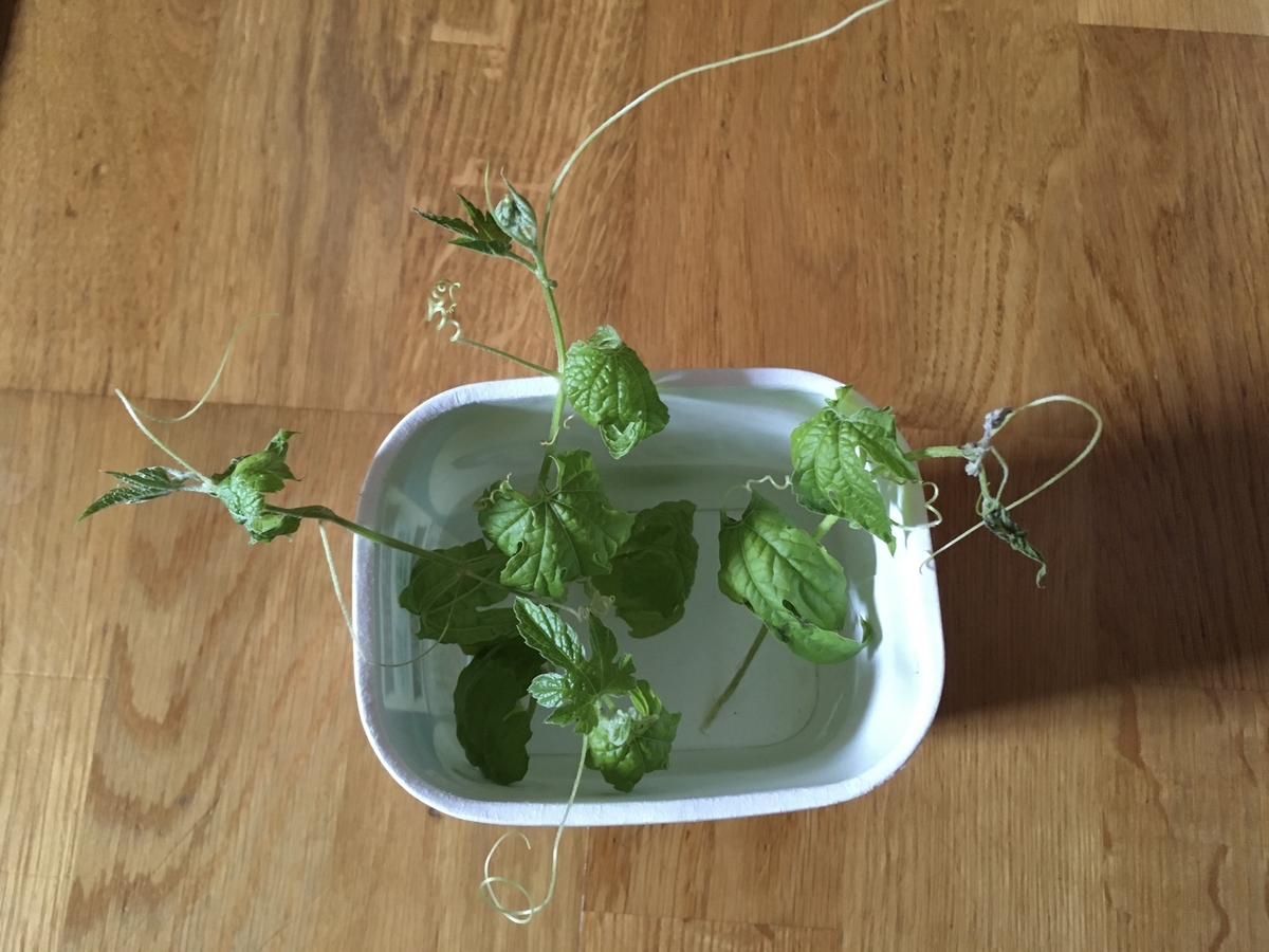 f:id:hatchtomakinoki:20210724164236j:plain