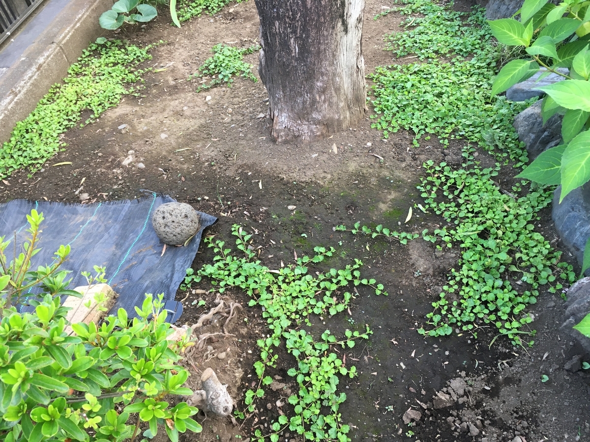 f:id:hatchtomakinoki:20210725195657j:plain