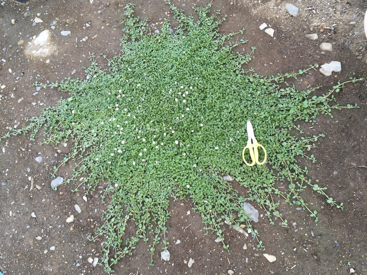 f:id:hatchtomakinoki:20210725200033j:plain