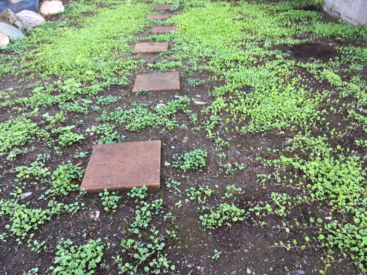 f:id:hatchtomakinoki:20210725200543j:plain