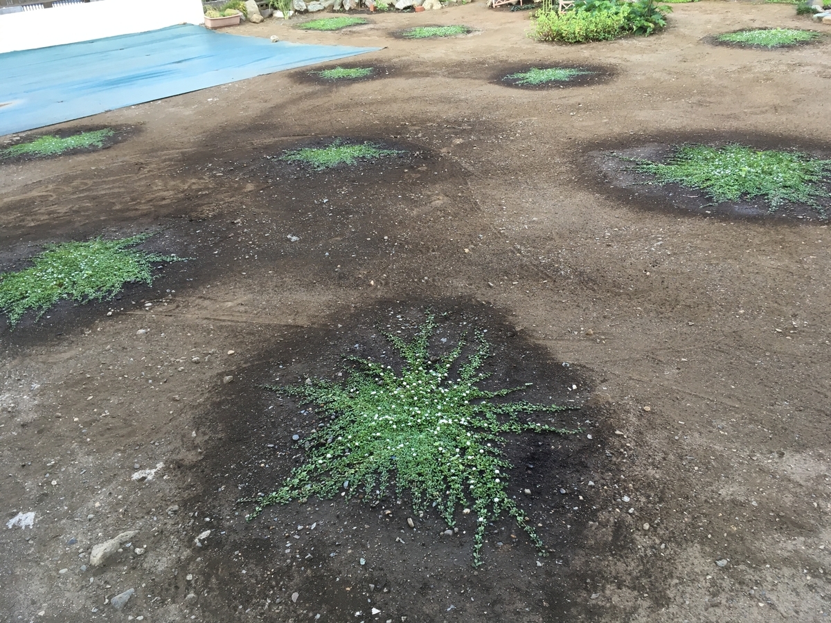 f:id:hatchtomakinoki:20210725201755j:plain