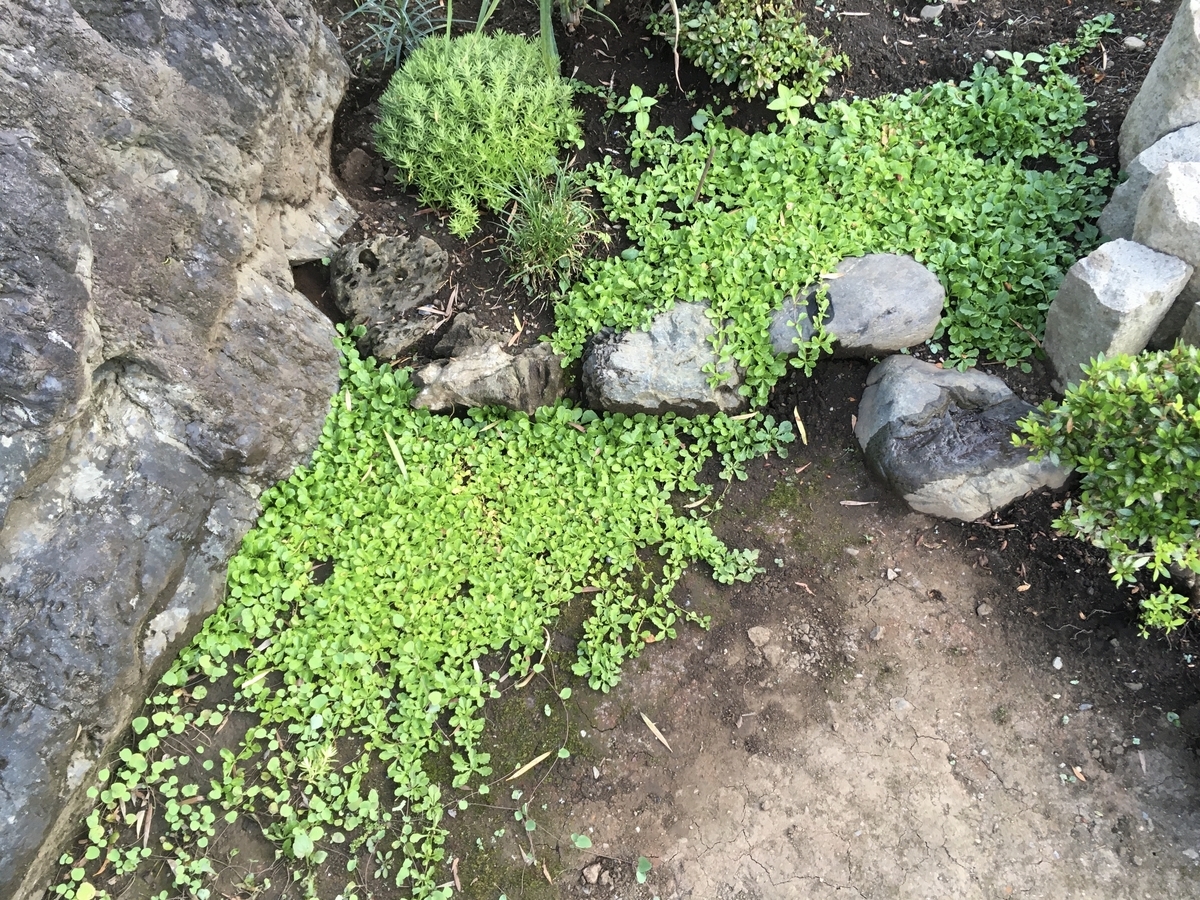 f:id:hatchtomakinoki:20210725201909j:plain