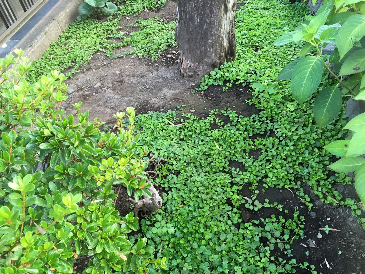 f:id:hatchtomakinoki:20210725202026j:plain