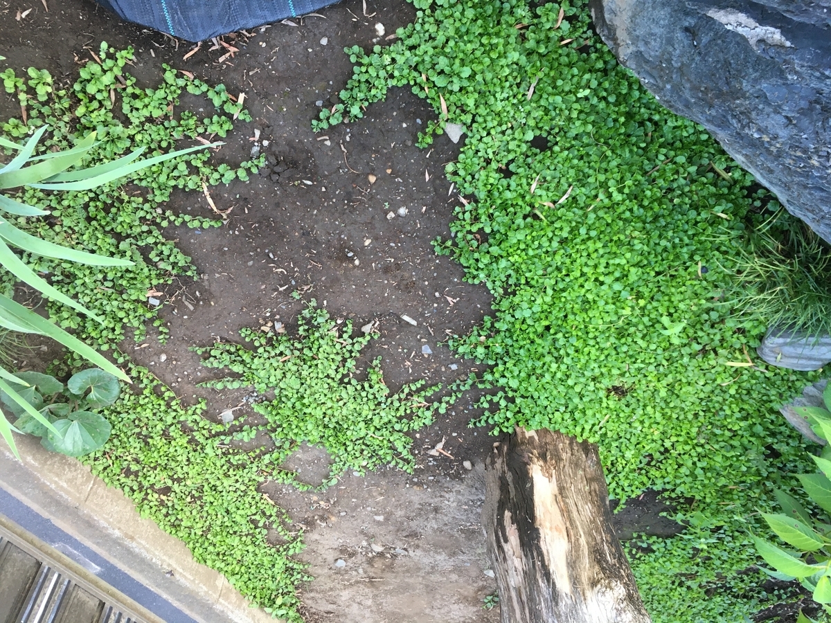 f:id:hatchtomakinoki:20210725202315j:plain