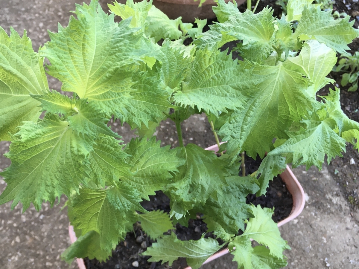 f:id:hatchtomakinoki:20210725204058j:plain