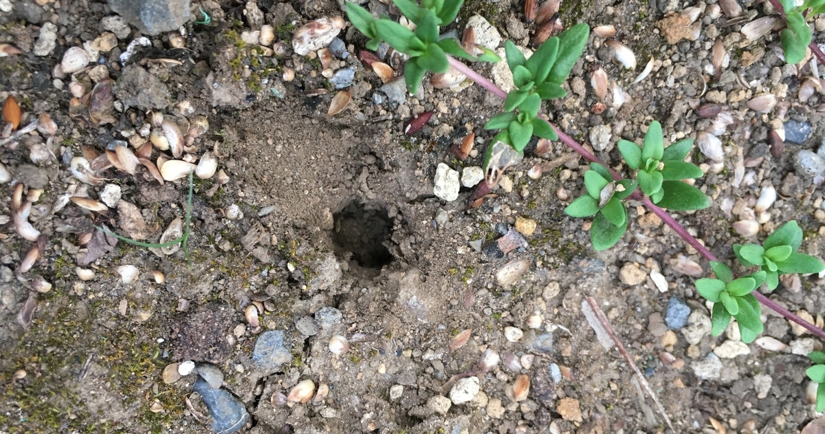 f:id:hatchtomakinoki:20210726201127j:plain