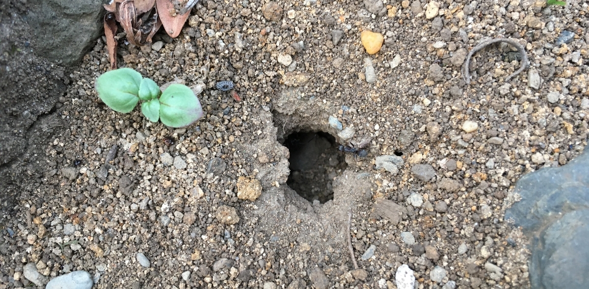 f:id:hatchtomakinoki:20210726202516j:plain