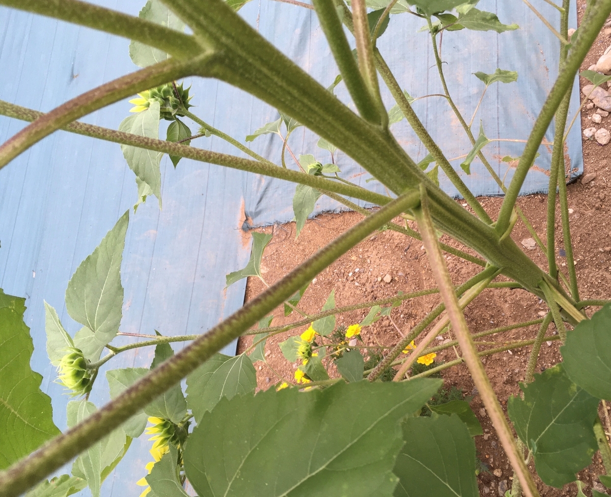 f:id:hatchtomakinoki:20210726204047j:plain