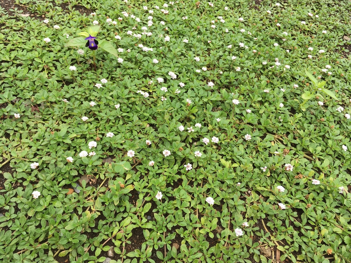 f:id:hatchtomakinoki:20210727195712j:plain