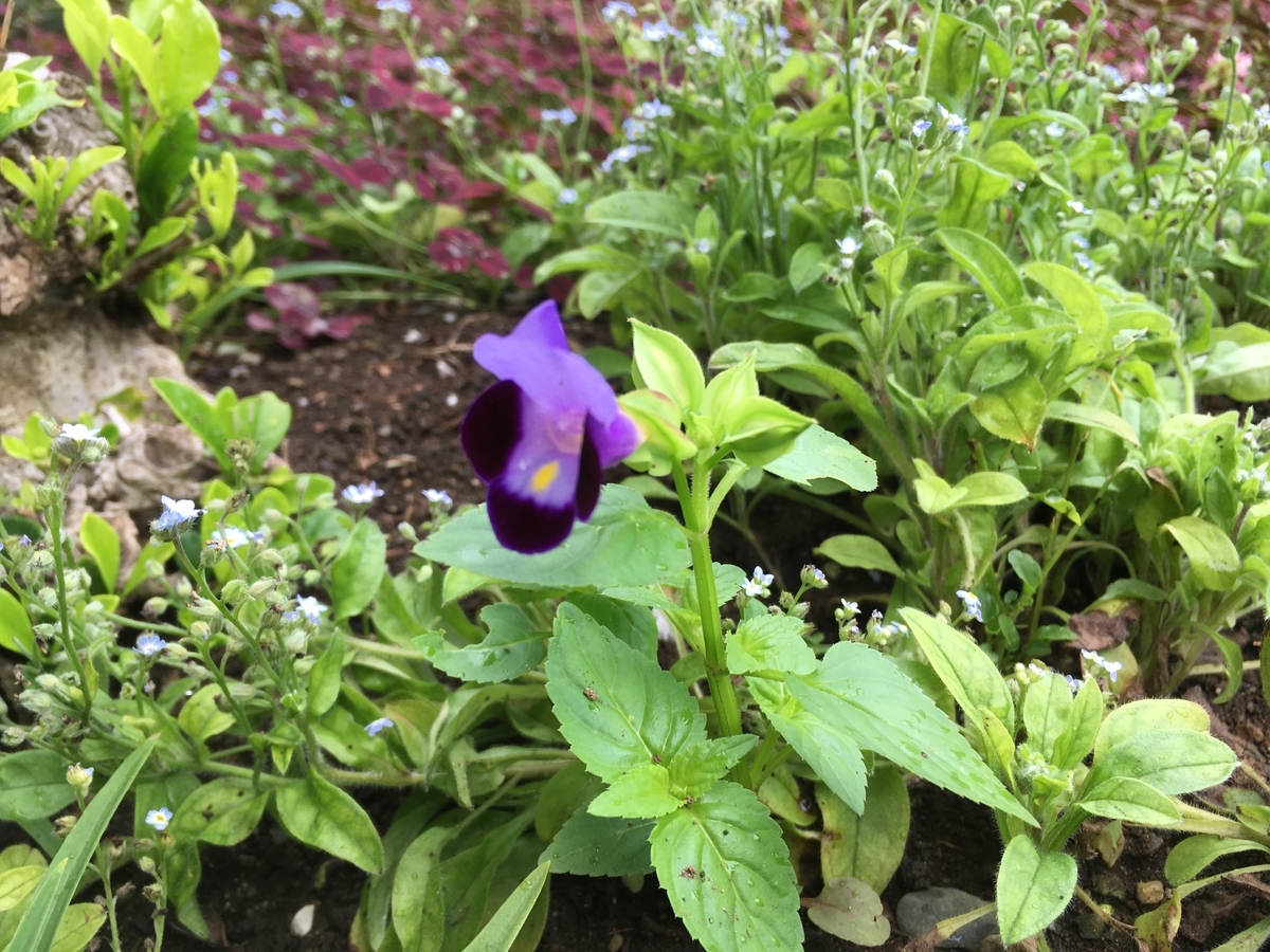 f:id:hatchtomakinoki:20210727195844j:plain