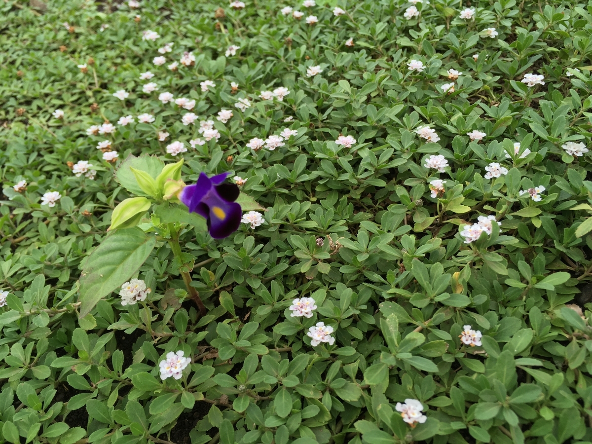 f:id:hatchtomakinoki:20210727195922j:plain