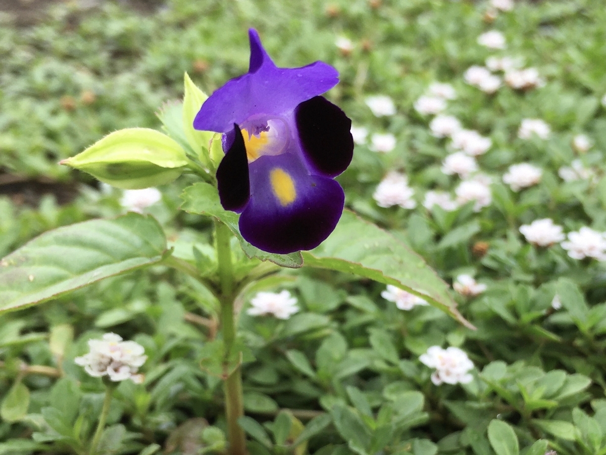 f:id:hatchtomakinoki:20210727195951j:plain