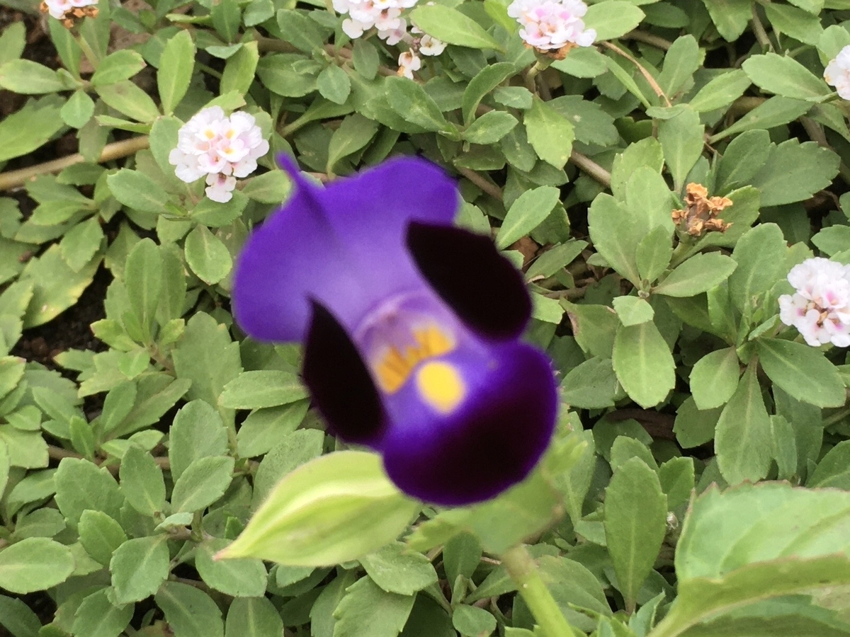 f:id:hatchtomakinoki:20210727200956j:plain