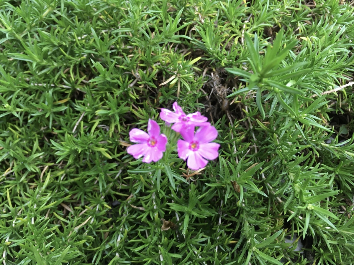 f:id:hatchtomakinoki:20210727201536j:plain