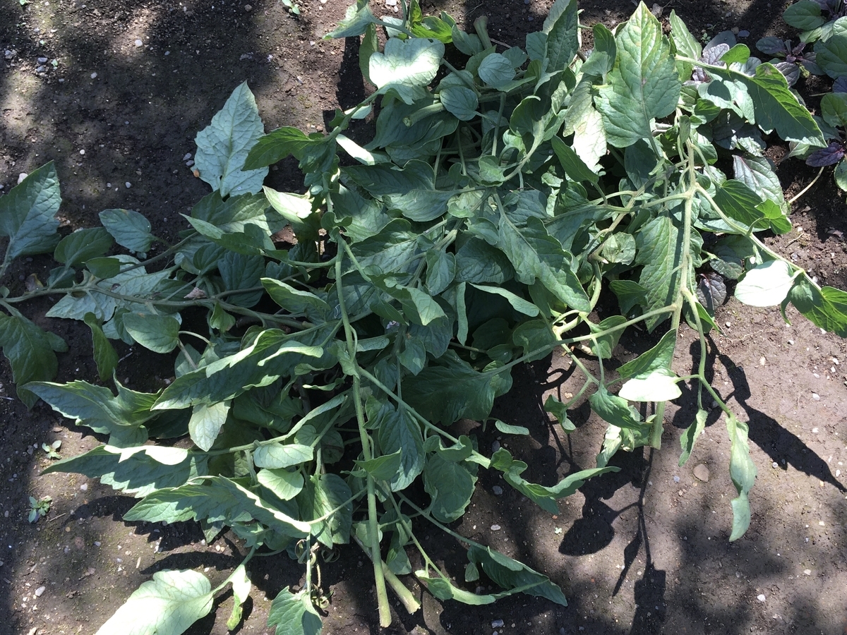 f:id:hatchtomakinoki:20210801194836j:plain