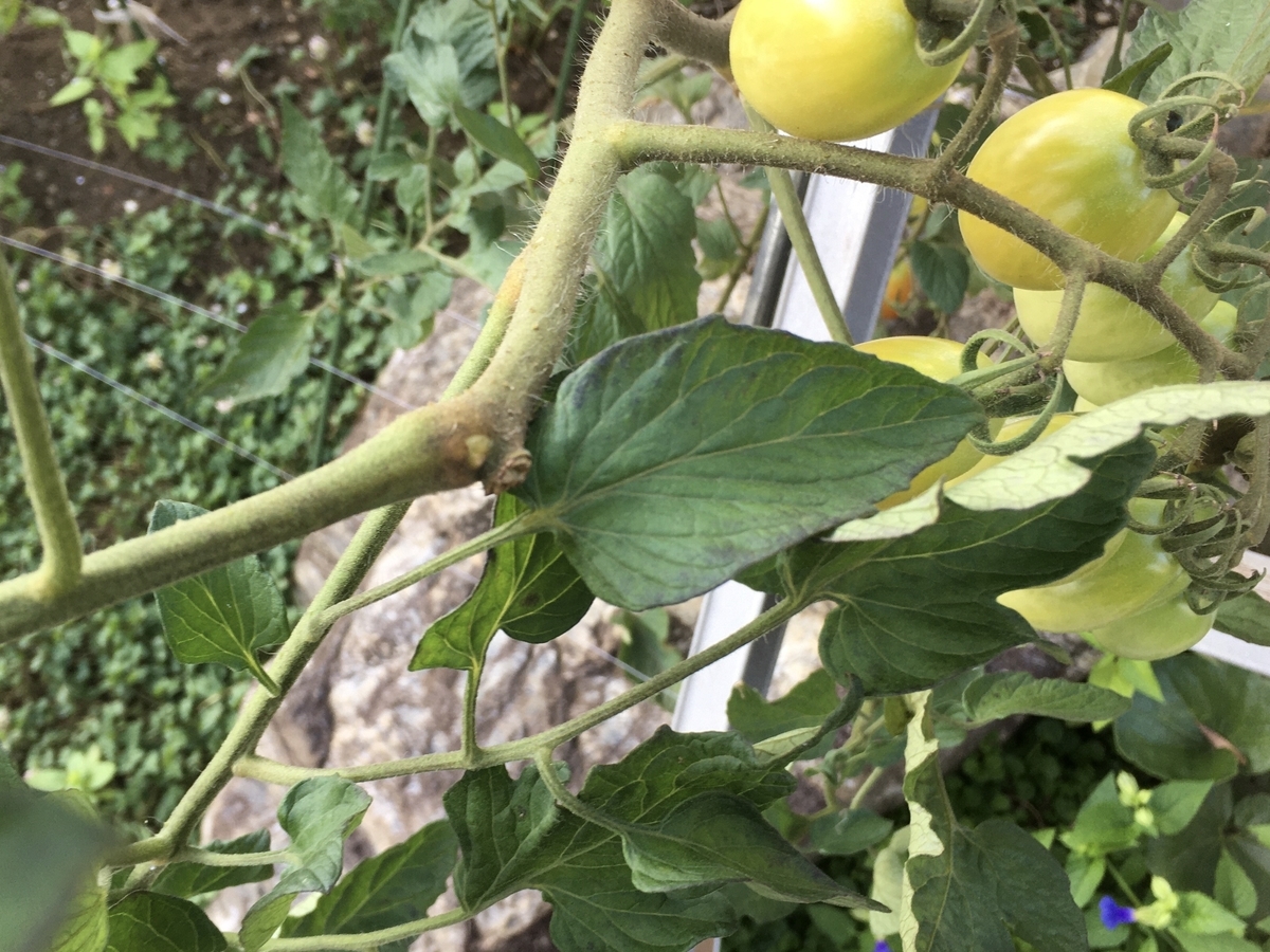 f:id:hatchtomakinoki:20210801195446j:plain